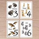 Australian Number Cards